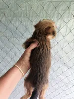 Girl 1, a female Morkie for sale in Linden, NC – 2 of 2