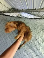 Boy, a male Morkie for sale in Linden, NC – 3 of 3