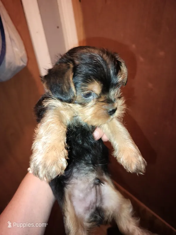 Boy 3, a male Yorkshire Terrier for sale in Linden, NC – Photo 1 of 2