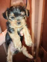 Boy 3, a male Yorkshire Terrier for sale in Linden, NC – Photo 2 of 2