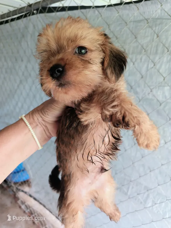 Boy 1 – Morkie puppy for sale in Linden, NC