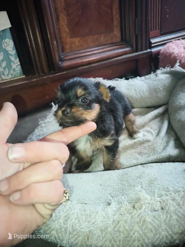 Boy2 – Yorkshire Terrier puppy for sale in Linden, NC
