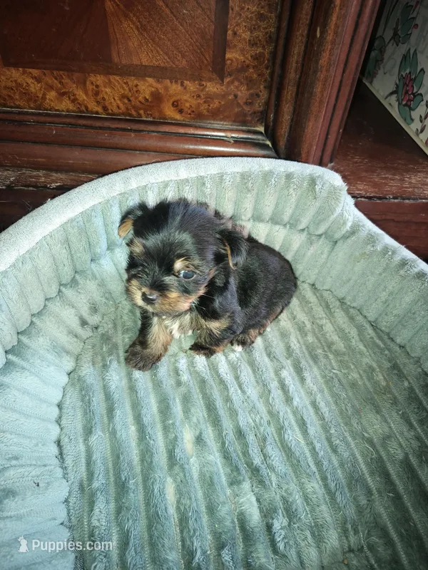 Boy1 – Yorkshire Terrier puppy for sale in Linden, NC