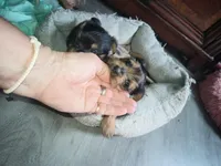 Boy 3, a male Yorkshire Terrier for sale in Linden, NC – Photo 2 of 2