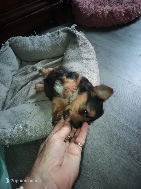 Boy 3 – Yorkshire Terrier puppy for sale in Linden, NC