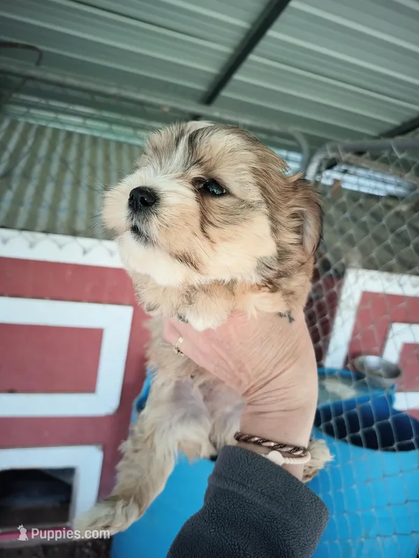 Boy 1, a male Morkie for sale in Linden, NC – Photo 1 of 2