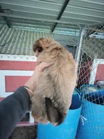 Boy 1, a male Morkie for sale in Linden, NC – Photo 2 of 2