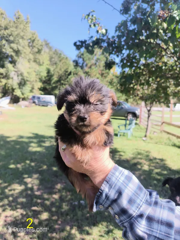 Girl 1 – Yorkshire Terrier puppy for sale in Linden, NC