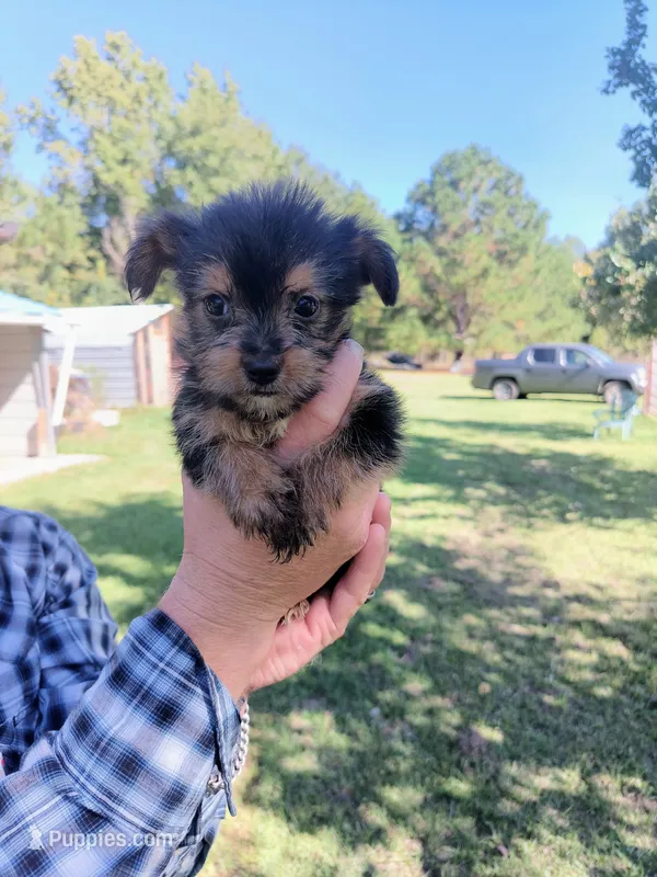 Girl 3 – Yorkshire Terrier puppy for sale in Linden, NC