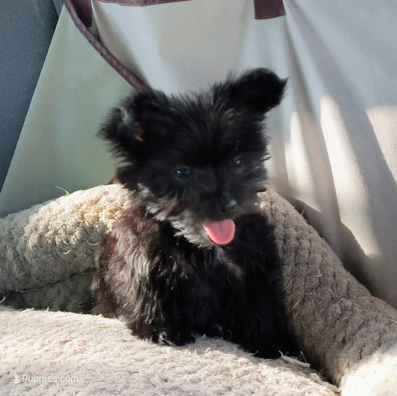 Girl 1 – Morkie puppy for sale in Linden, NC