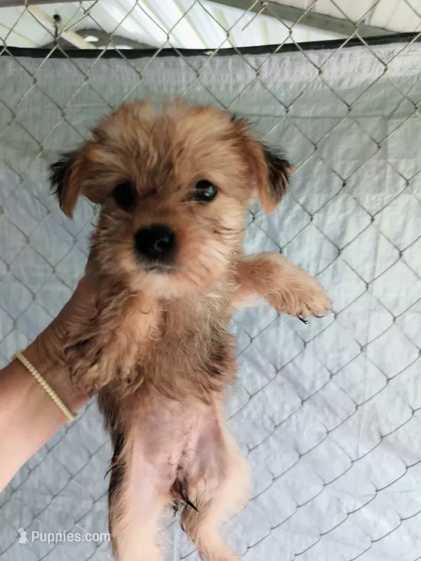 Girl 1 – Morkie puppy for sale in Linden, NC