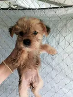 Girl 1, a female Morkie for sale in Linden, NC – 1 of 2