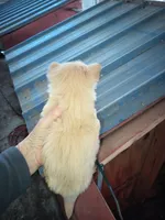 Boy2, a male Morkie for sale in Linden, NC – Photo 2 of 2