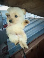 Boy2, a male Morkie for sale in Linden, NC – Photo 1 of 2