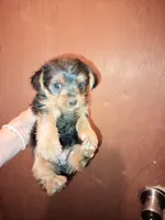 Boy 1, a male Yorkshire Terrier for sale in Linden, NC – Photo 1 of 2