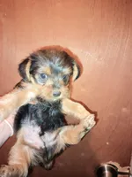 Boy 1, a male Yorkshire Terrier for sale in Linden, NC – Photo 2 of 2