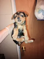 Boy2, a male Yorkshire Terrier for sale in Linden, NC – Photo 2 of 2