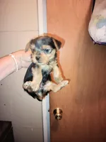 Boy2, a male Yorkshire Terrier for sale in Linden, NC – Photo 1 of 2
