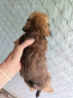 Boy2, a female Morkie for sale in Linden, NC – 2 of 2