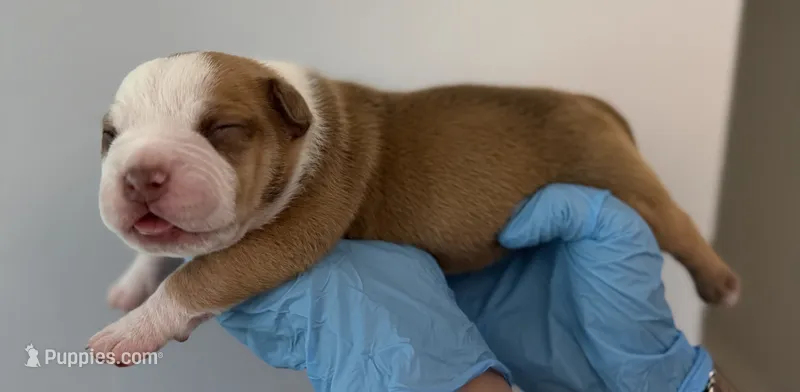 American bully male – American Bully puppy for sale in Crown Point, IN