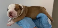 American bully male, a male American Bully for sale in Crown Point, IN – 1 of 1