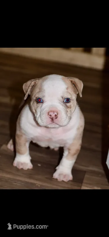 Extreme Merle Bull male puppy!!! – American Bully puppy for sale in Chicago, IL