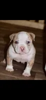 ABKC Extreme Merle Bull male puppy!!!, a male American Bully for sale in Chicago, IL – 3 of 6