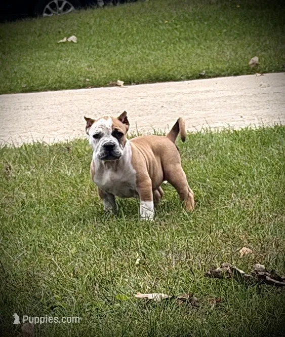 ABKC Extreme Bull female puppy!!! – American Bully puppy for sale in Chicago, IL