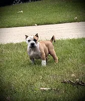ABKC Extreme Bull female puppy!!!, a female American Bully for sale in Chicago, IL – 1 of 1