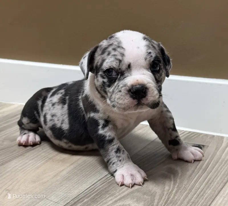 Extreme Merle Bull male puppy!!! – American Bully puppy for sale in Chicago, IL