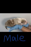 American bully's  , a male American Bully for sale in Crown Point, IN – 3 of 8