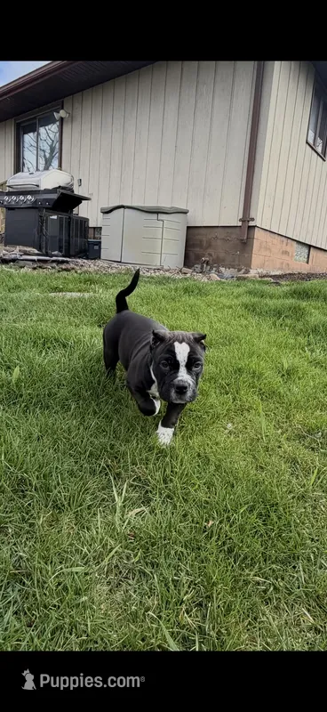 Puppy – American Bully puppy for sale in Crown Point, IN