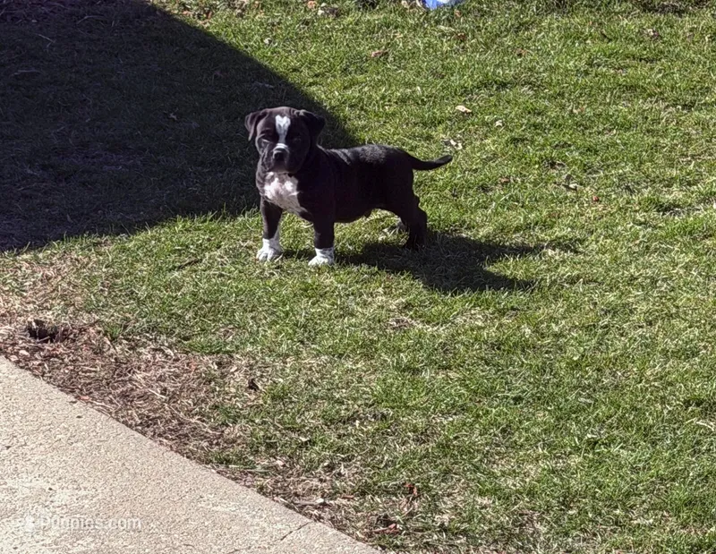 Puppy – American Bully puppy for sale in Crown Point, IN