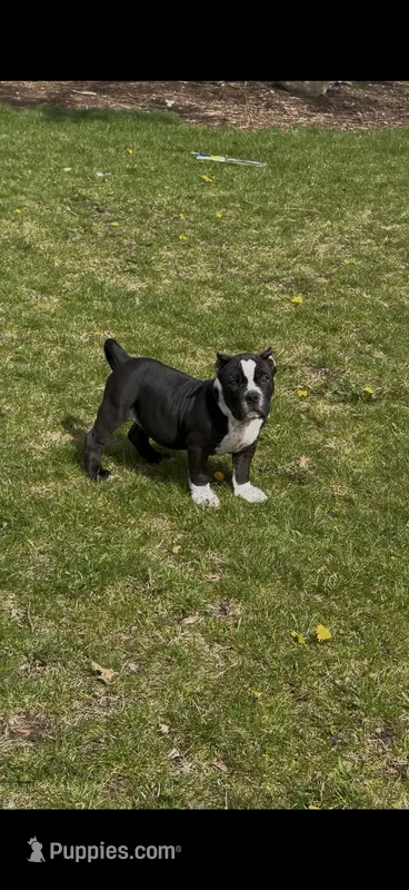 Puppy – American Bully puppy for sale in Crown Point, IN