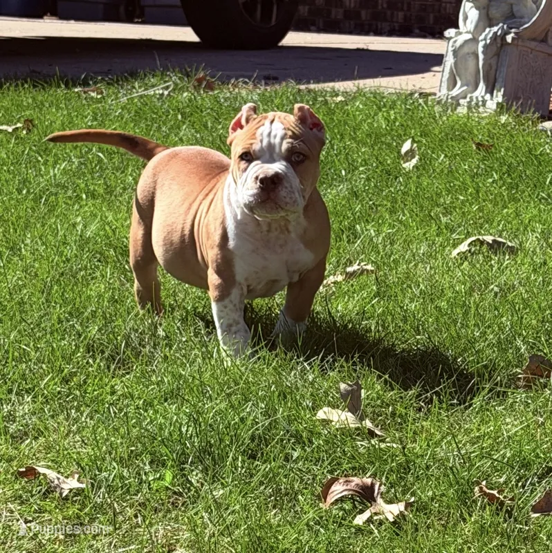 About ABKC Extreme Bull male puppy!!! – American Bully puppy for sale in Chicago, IL