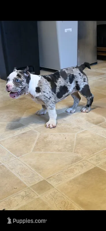 Puppy – American Bully puppy for sale in Crown Point, IN