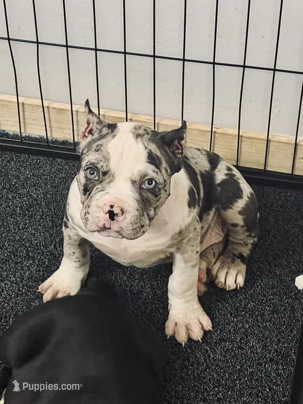 Puppy, a female American Bully for sale in Crown Point, IN – Photo 1 of 1