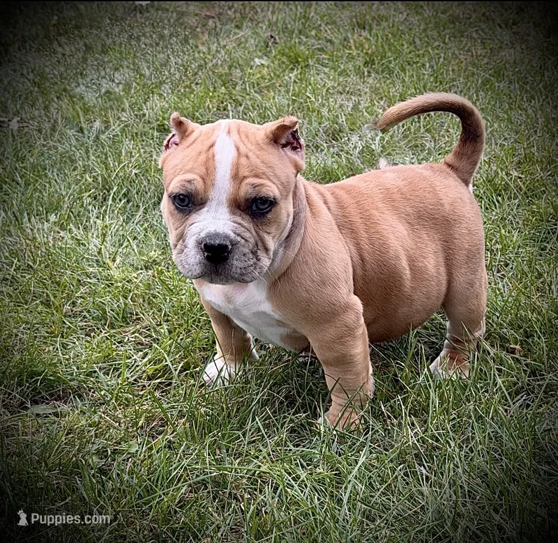 ABKC Extreme Bull female puppy!!! – American Bully puppy for sale in Chicago, IL