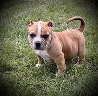 ABKC Extreme Bull female puppy!!!, a female American Bully for sale in Chicago, IL – 1 of 1