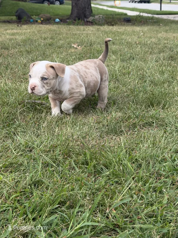 Extreme Merle Bull male puppy!!! – American Bully puppy for sale in Chicago, IL