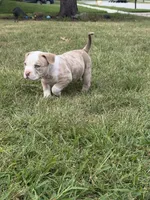 ABKC Extreme Merle Bull male puppy!!!, a male American Bully for sale in Chicago, IL – 1 of 6