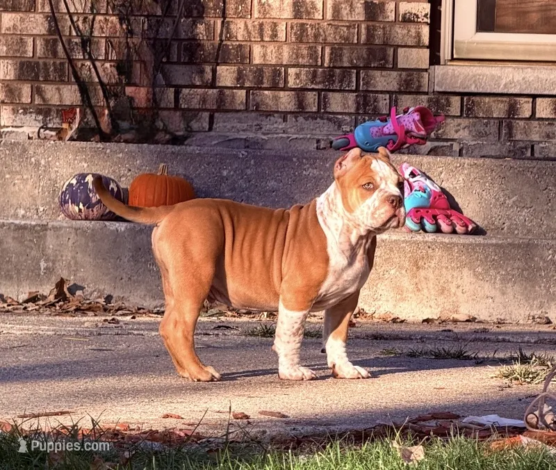 ABKC Extreme Bull male puppy!!! – American Bully puppy for sale in Chicago, IL