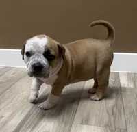 ABKC Extreme Bull female puppy!!!, a female American Bully for sale in Chicago, IL – 3 of 5