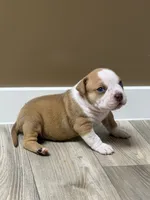 Extreme Bull male puppy!!!, a male American Bully for sale in Chicago, IL – 1 of 2