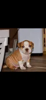 ABKC Extreme Bull male puppy!!!, a male American Bully for sale in Chicago, IL – 2 of 5