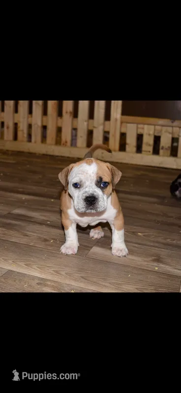 Extreme Bull female puppy!!! – American Bully puppy for sale in Chicago, IL