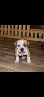 ABKC Extreme Bull female puppy!!!, a female American Bully for sale in Chicago, IL – 2 of 5