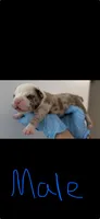 American bully's  , a male American Bully for sale in Crown Point, IN – 4 of 8