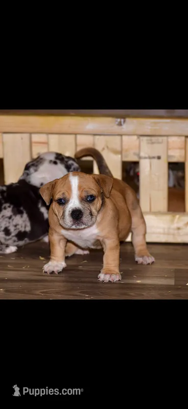 Extreme Merle Bull female puppy!!! – American Bully puppy for sale in Chicago, IL