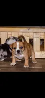 ABKC Extreme Merle Bull female puppy!!!, a female American Bully for sale in Chicago, IL – 2 of 5